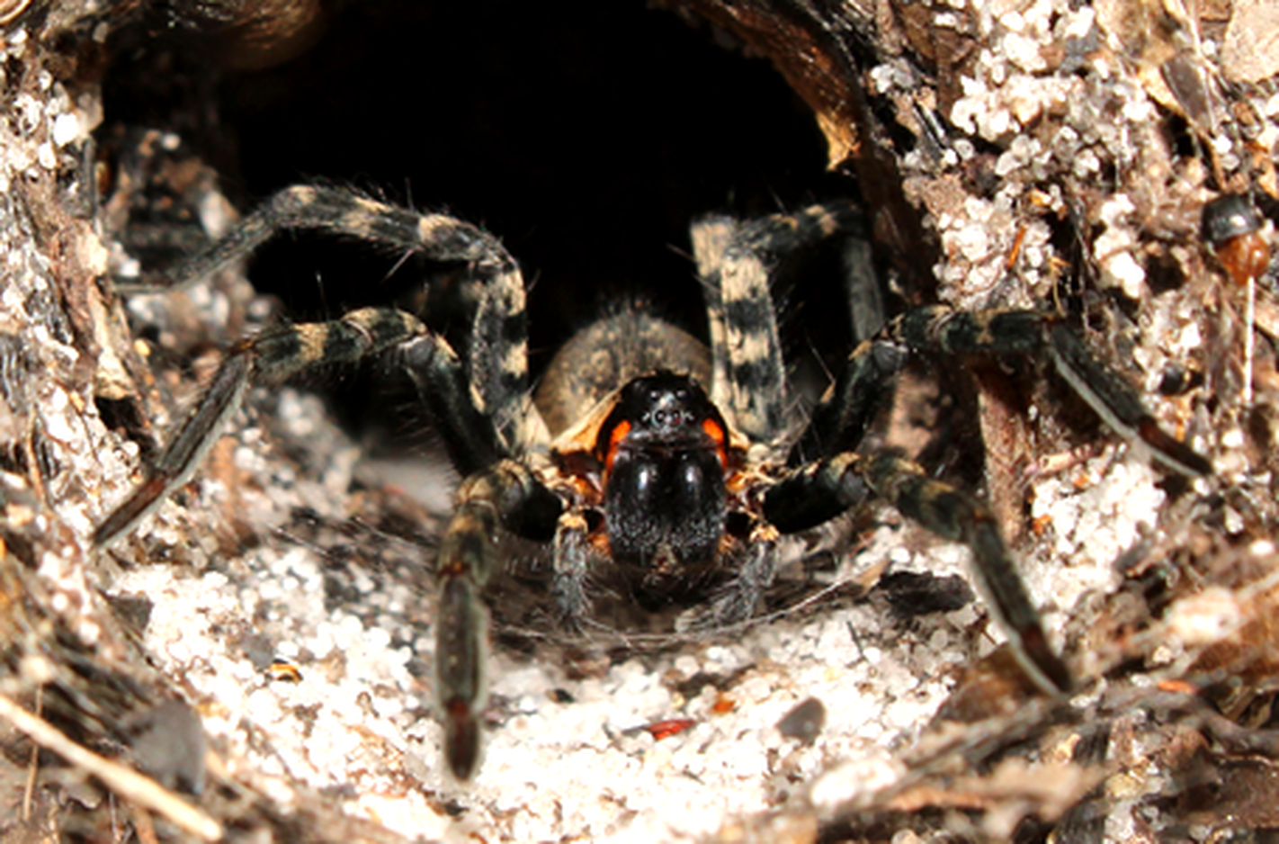Archbold Jan 27 Lake Placid Funnel Wolf Spider